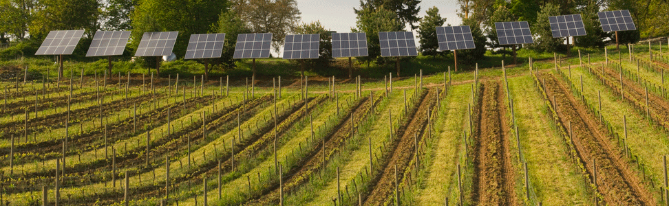 Solar Energy for Winery