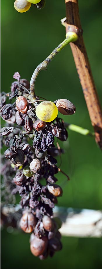 7 Most Common Grapevine Diseases