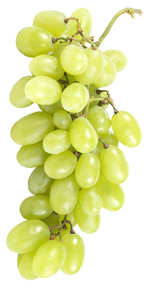 white viognier grapes
