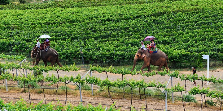 elephant wine tour in thailand