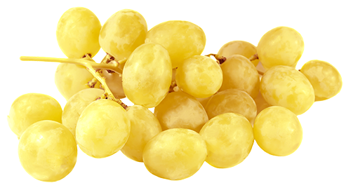 palomino grapes