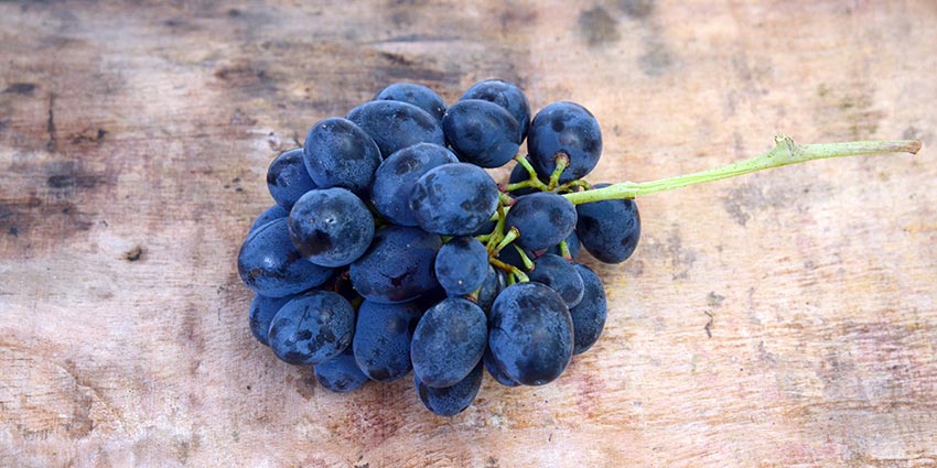 carignan grapes