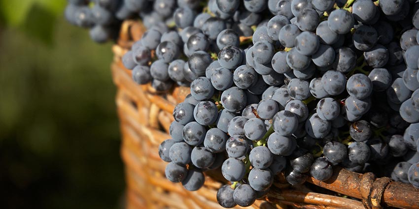 cabernet franc grapes