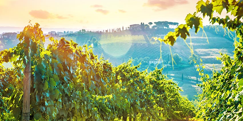 natural wines vineyard