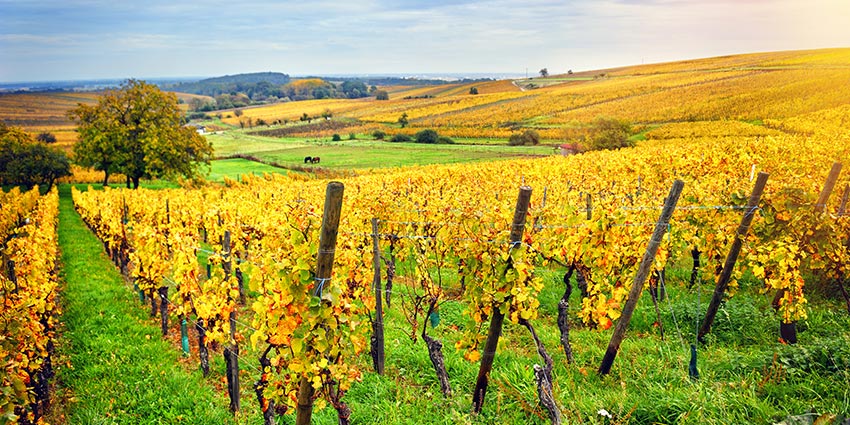 The Wonderful Wines Of Alsace WineCoolerDirect Com   Alsace Wines 