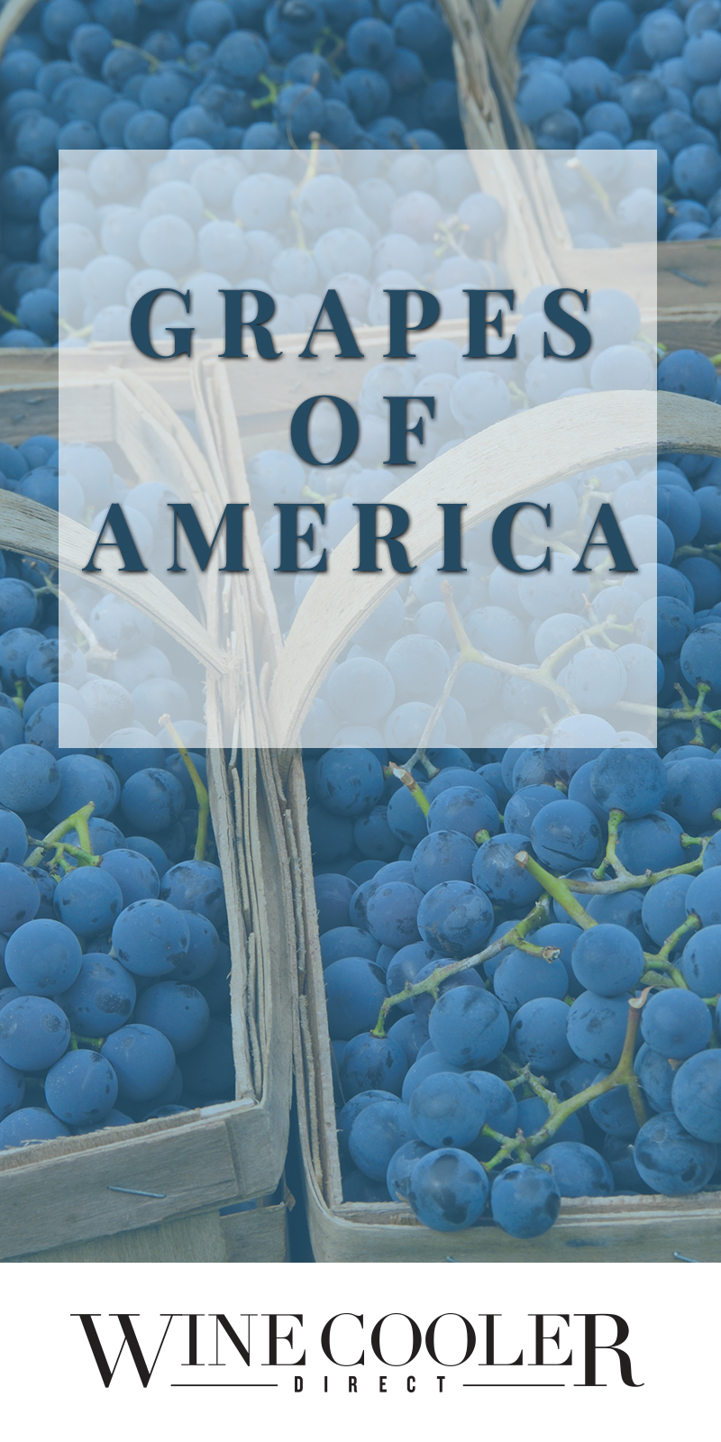 Grapes of America