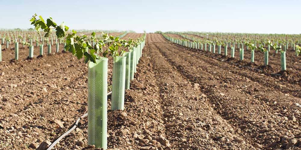Image result for planting vineyards