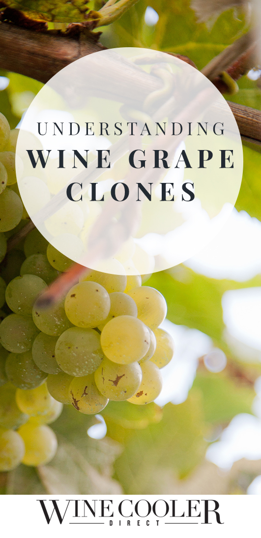 Wine Grape Clones