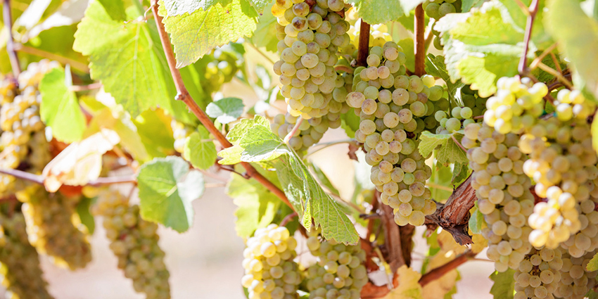 Hanson Vineyards Grapes