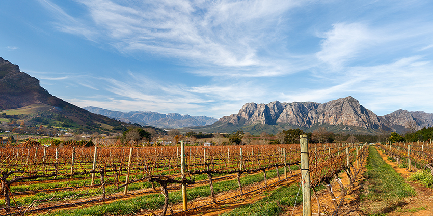 Wines of the Rainbow Nation: The Rocky History of South African Wine