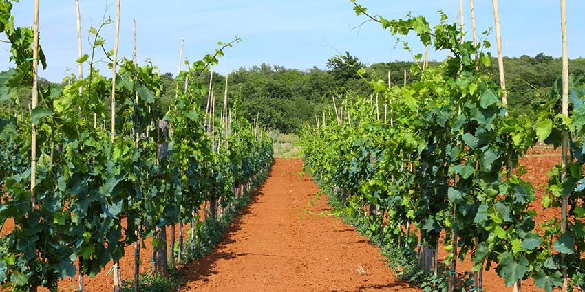 Vineyard Soil Types