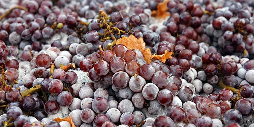 Frozen Grapes for Icewine