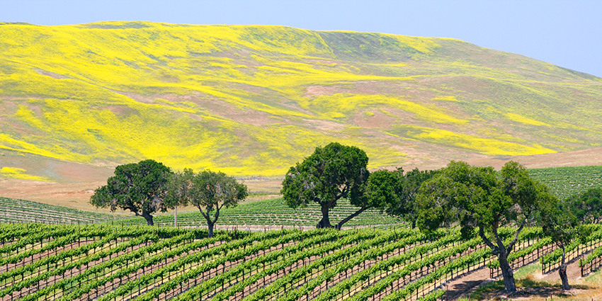 Santa Barbara Wine Region