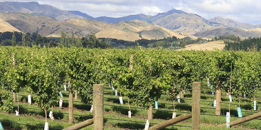 New Zealand Vineyard