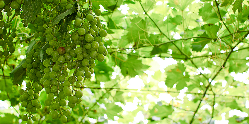 Abruzzo Grapes