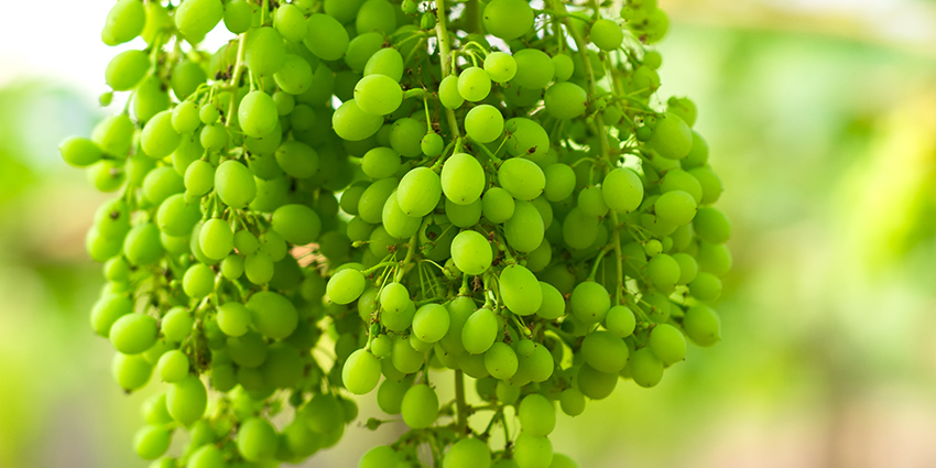 Chenin Blanc Grapes