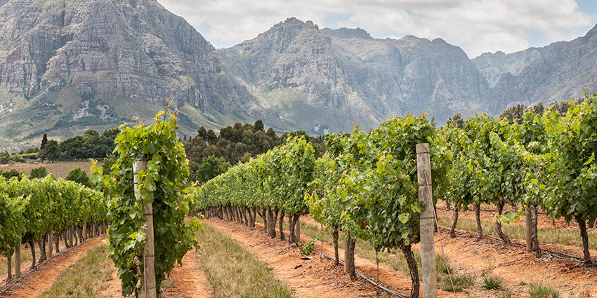 Welcome to the World of South African Wine - WineCoolerDirect.com