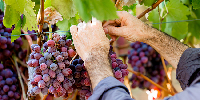 Winemaker Harvesting Wine Grapes