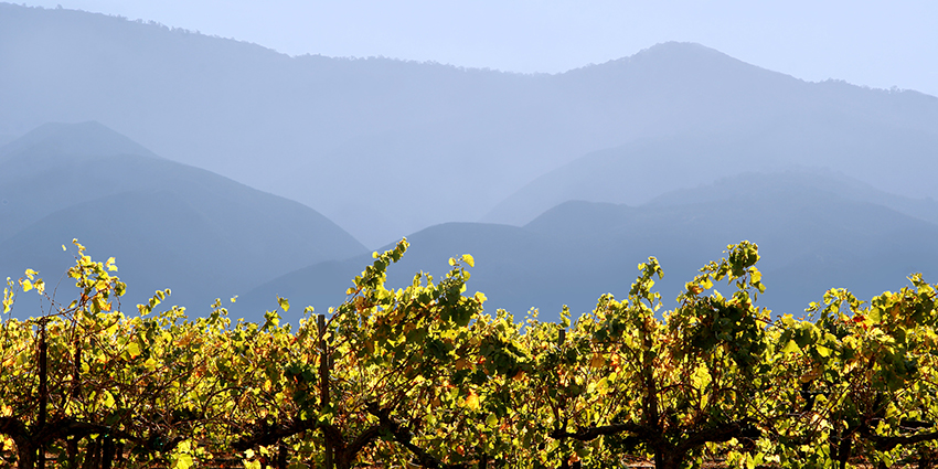 Sierra Foothills Wine Region